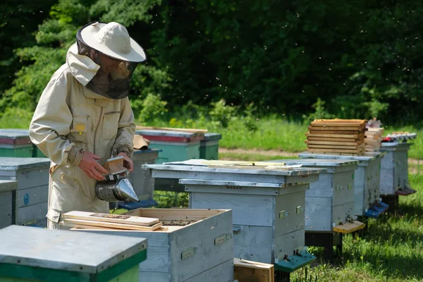 Apicultor Colmenar Apicultor Está Trabajando Con Abejas Colmenas Colmenar — Foto de Stock