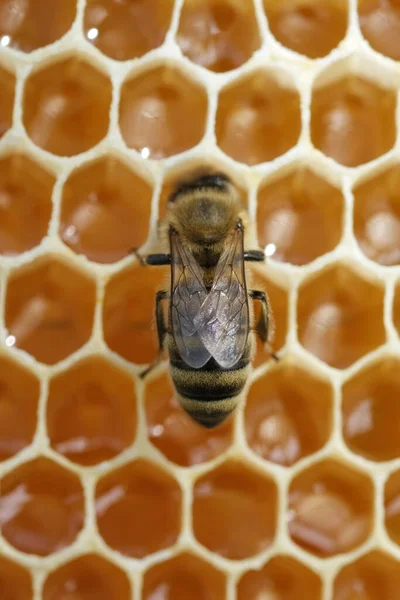 Макро Фото Рабочей Пчелы Медовых Клетках Концепция Пчеловодства — стоковое фото