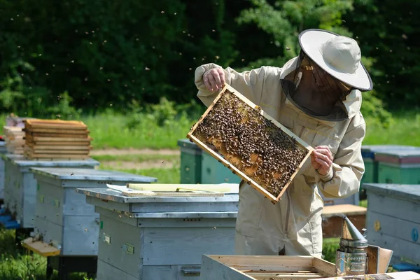 养蜂人在Apiary 养蜂人在养蜂场与蜜蜂和蜂窝一起工作 — 图库照片