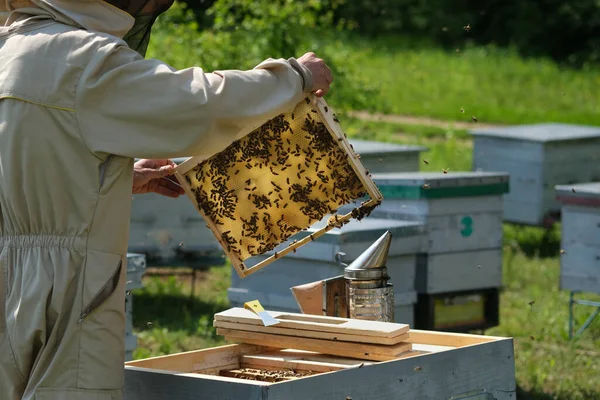 Mężczyzna Trzymający Plaster Miodu Pełen Pszczół Pszczelarz Ochronnej Ramie Inspekcyjnej — Zdjęcie stockowe