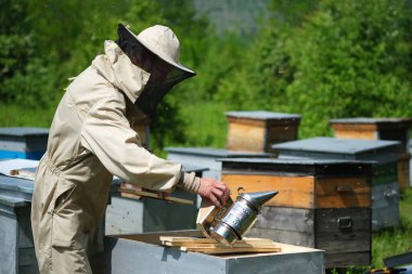 Arı yetiştiricisi yaz günü arıcıda bal peteği çerçevesini inceliyor. Arı kovanında çalışan bir adam. Apiculture. Arıcılık konsepti