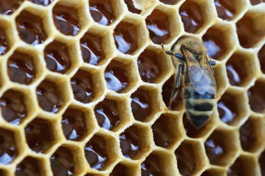 Balküpleri üzerinde çalışan makro fotoğraf arısı. Arıcılık kavramı