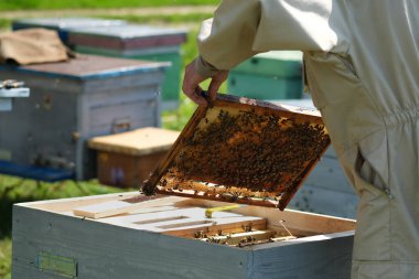 Arı yetiştiricisi yaz günü arıcıda bal peteği çerçevesini inceliyor. Arı kovanında çalışan bir adam. Apiculture. Arıcılık konsepti
