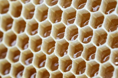 Arkaplan olarak bal peteği doldurulmuş. Taze bal. Sağlıklı doğal tatlandırıcı