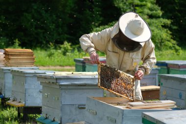 Arı yetiştiricisi yaz günü arıcıda bal peteği çerçevesini inceliyor. Arı kovanında çalışan bir adam. Apiculture. Arıcılık konsepti
