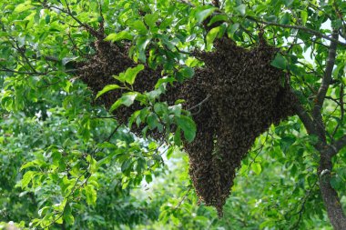 Arı sürüsü. Yeni bir koloni aile arısı oluşumu. Bir noktadan sonra kovanın dışına uçabilen arılar. Ağacın dalına çıkıyorlar.