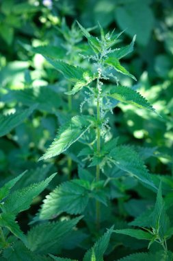 Urtica dioica, genellikle ısırgan otu, ısırgan otu ya da ısırgan otu yaprağı olarak bilinir. Isırgan çiçekleri.