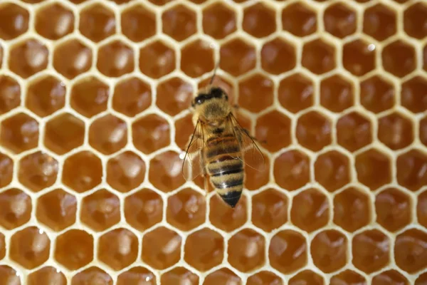 Pracující Včela Medových Buňkách Pojetí Včelařství — Stock fotografie