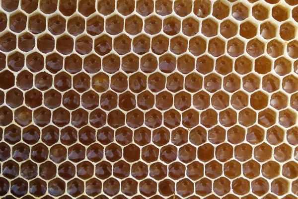 背景としてハニカムを充填 新鮮な蜂蜜だ 健康的な天然甘味料 — ストック写真