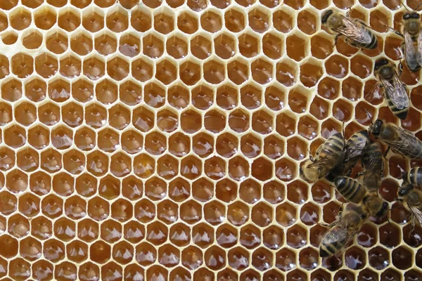 Bijen Een Honingraat Met Verse Honing — Stockfoto
