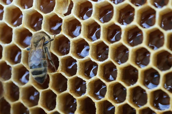 Honingraat Gevuld Als Achtergrond Verse Honing Gezonde Natuurlijke Zoetstof — Stockfoto