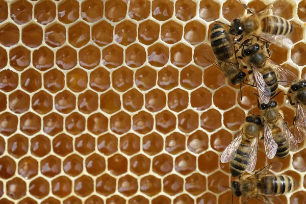 Las Abejas Panal Con Miel Fresca — Foto de Stock