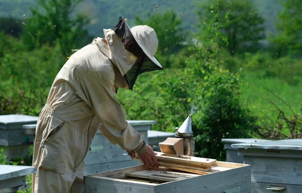 Apicoltore Sull Apiario Apicoltore Sta Lavorando Con Api Alveari Sull — Foto Stock