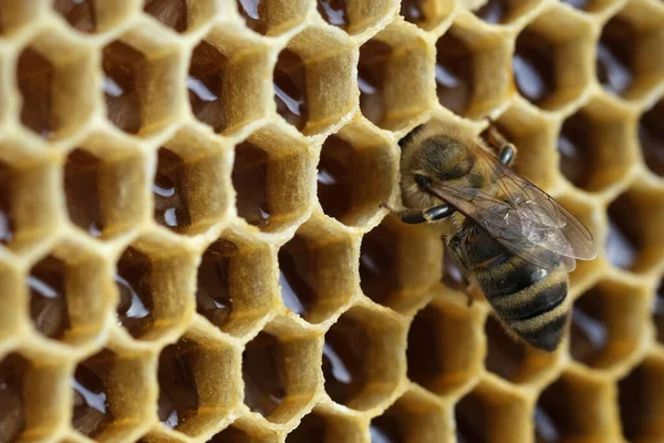 Макро Фото Рабочей Пчелы Медовых Клетках Свежий Мед Концепция Пчеловодства — стоковое фото