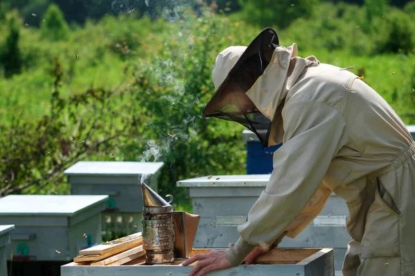 養蜂家の仕事だ 養蜂家はミツバチや養蜂家と協力しています — ストック写真