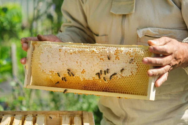 養蜂家は蜂でいっぱいのハニカムを持っています 養蜂家は養蜂場でハニカムフレームを検査しています フレッシュハニー — ストック写真