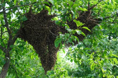 Arıları sürüler halinde yetiştirme yöntemleri. Bir ağaç dalında oturan arı sürüsü.