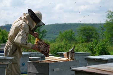 Arı yetiştiricisi arıda. Arı yetiştiricisi arılarla ve arı kovanlarıyla çalışıyor.