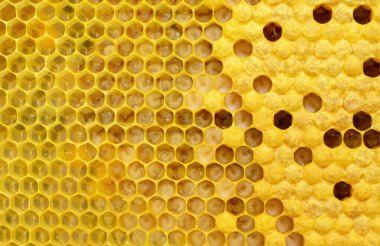 Arı kuluçkaya yatar. Arıların nasıl çoğalıp doğduğunu. Arı larvalarının gelişim aşamaları