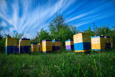 Çevre dostu arılar. Ekolojik olarak temiz bal ve diğer arıcılık ürünlerinin elde edildiği bir arı arısı. Poliüretan kovanlarının avantajları. Üst Görünüm