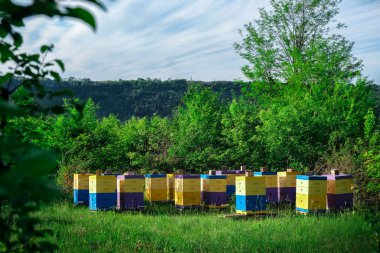 Çevre dostu arılar. Ekolojik olarak temiz bal ve diğer arıcılık ürünlerinin elde edildiği bir arı arısı. Poliüretan kovanlarının avantajları. Üst Görünüm