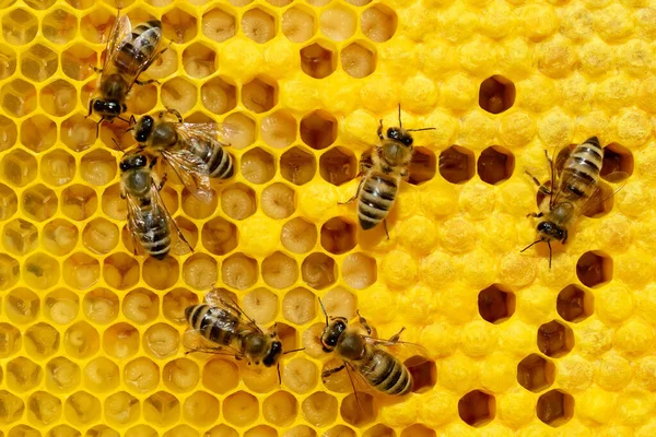 Včely Cele Larvami Včelí Mláďata — Stock fotografie