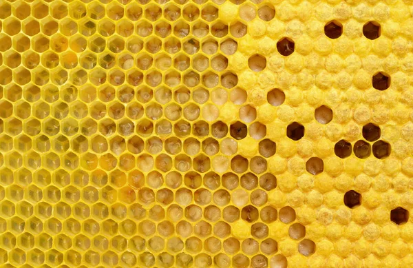 Cómo Multiplican Nacen Las Abejas Etapas Desarrollo Las Larvas Abejas — Foto de Stock