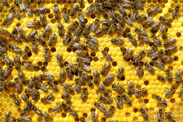Пчелы Растут Нагревают Новое Поколение Пчел Работник Apis Mellifera Находится — стоковое фото