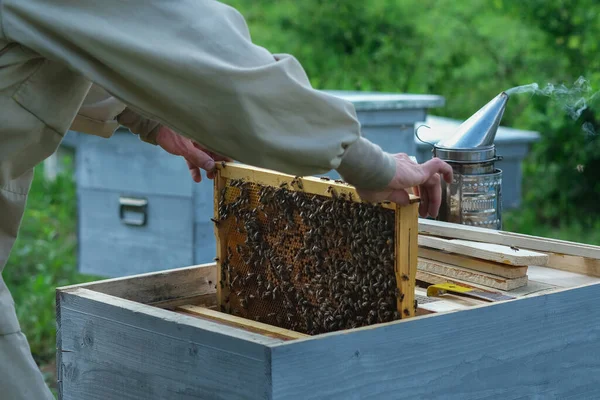 Marcos Una Colmena Abejas Apicultor Cosechando Miel Fumador Abejas Utiliza —  Fotos de Stock