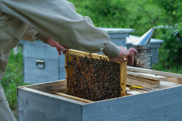 Frames of a bee hive. Beekeeper harvesting honey. The bee smoker is used to calm bees before frame removal. Beekeeper Inspecting Bee Hive