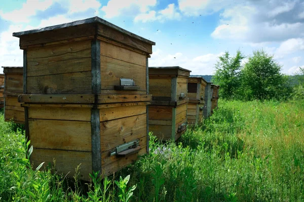 Una Colmena Árbol Encuentra Sobre Colmenar Las Casas Las Abejas —  Fotos de Stock