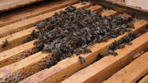 Como Abelhas Invernam Colmeia Visão Geral Colmeia Abelhas Inverno Abelhas — Fotografia de Stock