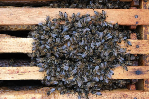 Hoe Bijen Korf Overwinteren Overzicht Van Bijenkorf Winter Winterbijen — Stockfoto