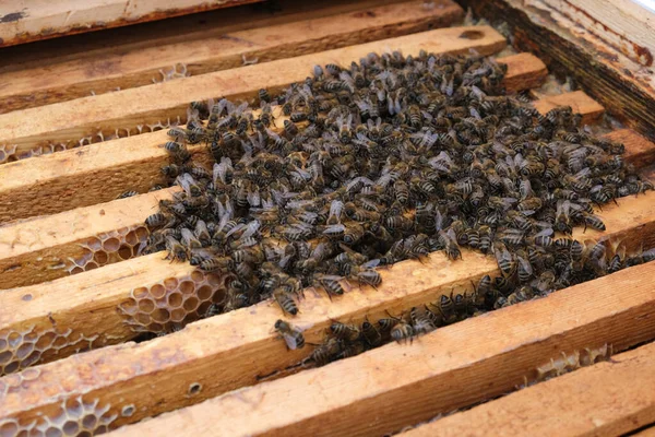 Kovandaki arıların kışı nasıl geçirdiklerini. Kışın arı kovanının genel görünüşü. Kış arıları