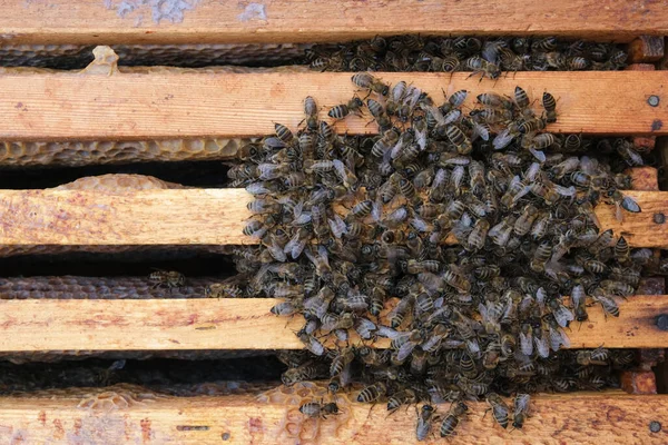 Hoe Bijen Korf Overwinteren Overzicht Van Bijenkorf Winter Winterbijen — Stockfoto