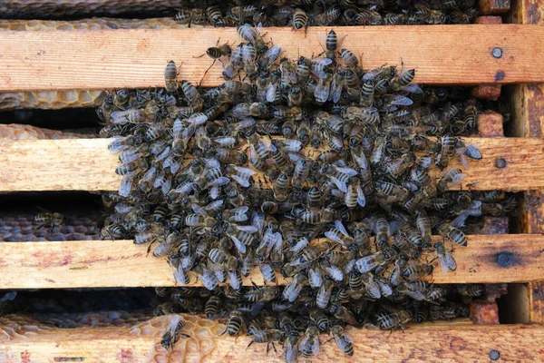 Hoe Bijen Korf Overwinteren Overzicht Van Bijenkorf Winter Winterbijen — Stockfoto