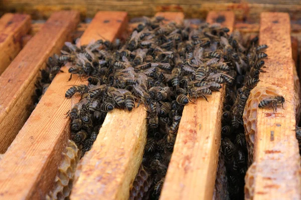 Cómo Las Abejas Invernan Colmena Panorámica Colmena Invierno Abejas Invernantes —  Fotos de Stock