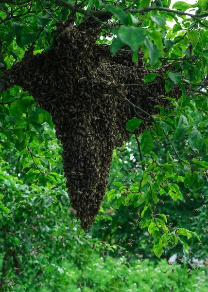 Abelhas Enxame Formação Uma Nova Colónia Abelhas Família Abelhas Que — Fotografia de Stock