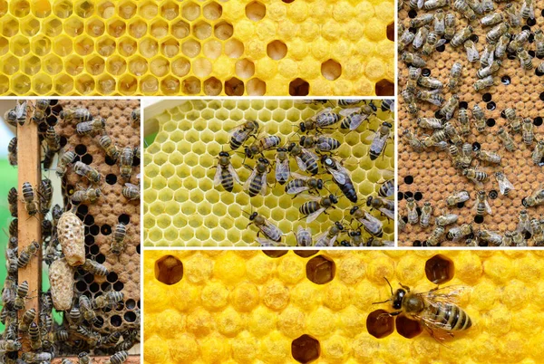 Reproductie Van Bijen Hoe Bijen Zich Vermenigvuldigen Fotocollage Bijenteelt Bijenteeltconcept — Stockfoto