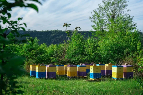 stock image Eco-friendly apiary. An apiary where ecologically clean honey and other beekeeping products are obtained. Advantages of polyurethane hives. Top views