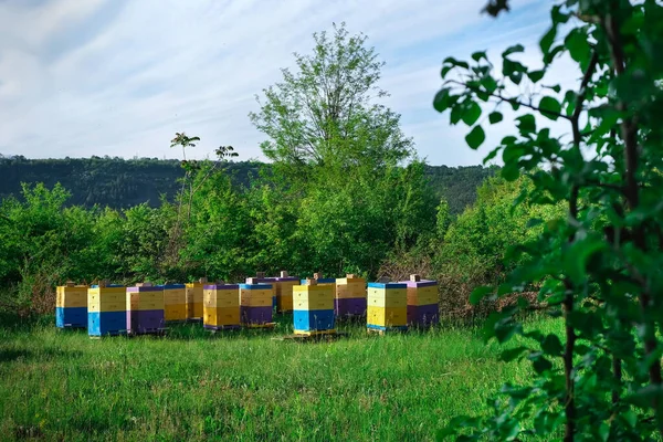 Apiario Ecologico Apiario Dove Ottengono Miele Ecologicamente Pulito Altri Prodotti — Foto Stock