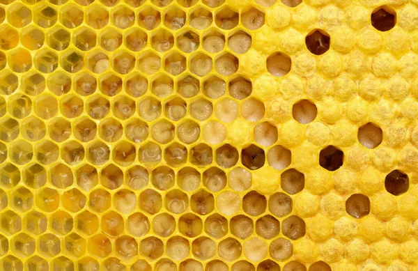 How Bees Multiply Born Stages Development Bee Larvae Bees Broods Stock Photo
