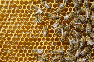 Taze bal ve arılarla dolu bir bal hücresi parçası. Doğal arkaplan