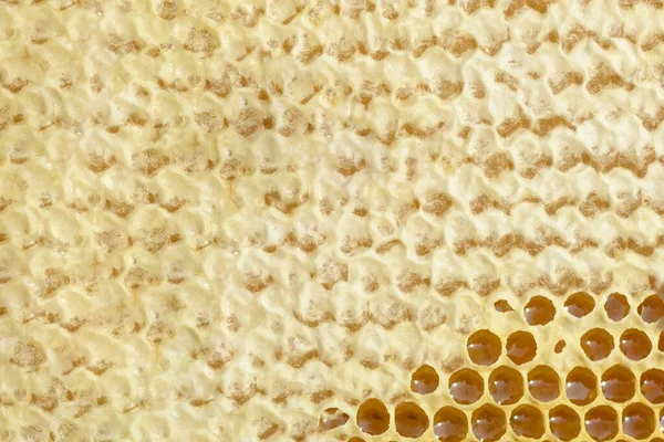 Fragment Van Een Honingcel Met Verse Honing Natuurlijke Achtergrond — Stockfoto