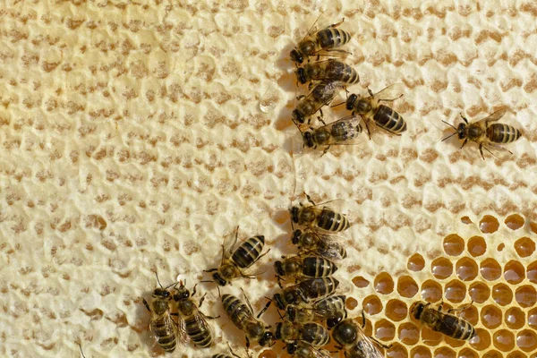 Célula Mel Com Abelhas Vista Perto Das Abelhas Funcionamento Nas — Fotografia de Stock