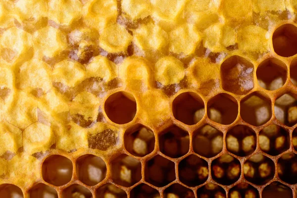 Makro Voštin Jako Pozadí Včelařské Produkty Apitherapy Royalty Free Stock Fotografie