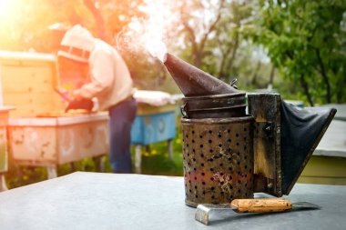 Arı yetiştiricisi kovandaki arıya bakıyor. Yaşlı arı tiryakisi. Arıcılık aracı