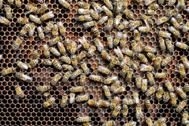 Arılı bir bal peteği parçası ve arıların genç larvaları.