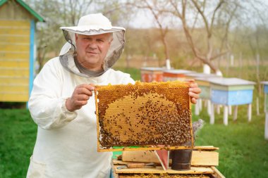 Arıcı arılarla dolu bir bal peteği tutuyor. Arı kovanındaki bal peteği çerçevesini kontrol eden koruyucu iş giysisi sorumlusu. İlkbaharda arılarda çalışır.