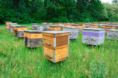 Arı kovanı kutuları. Arı kovanının yeri ormanın kenarında.